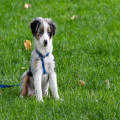 Wat is een leuke naam voor je puppy?