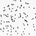 Waarom sommige vogels in de winter niet naar het zuiden trekken