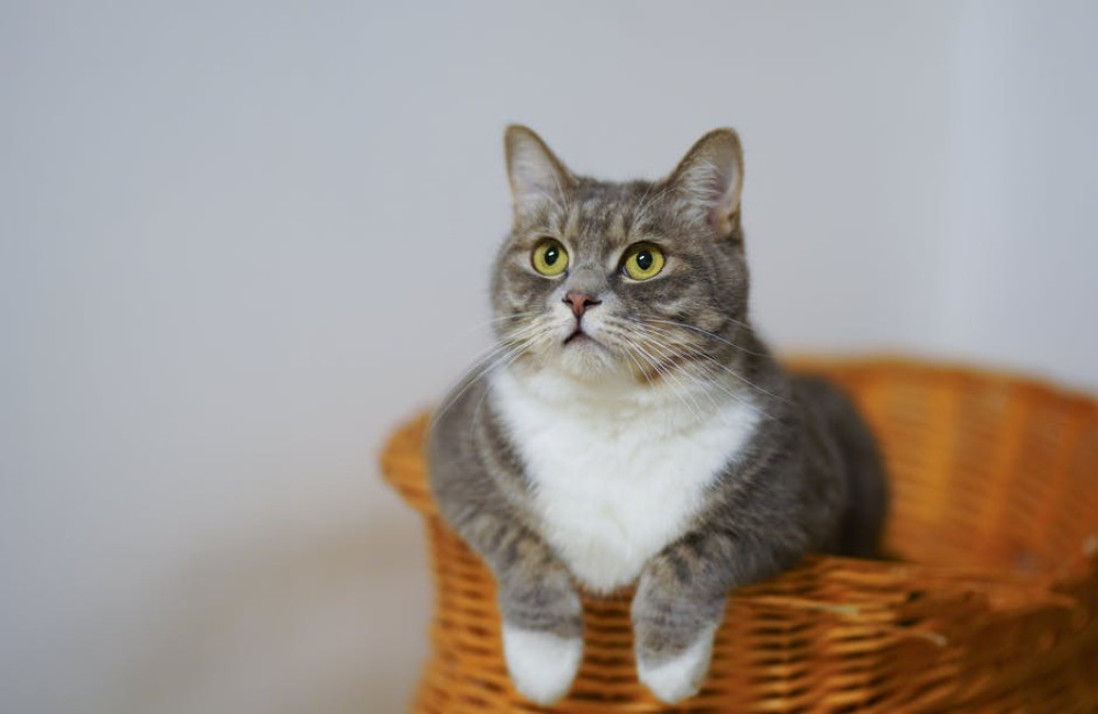 Wat betekent het spreekwoord de kat uit de boom kijken?