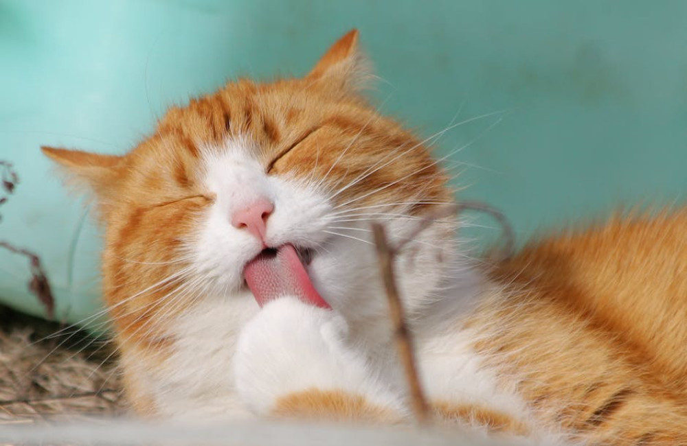 Wat betekent ‘de kat uit de boom kijken’ en waar komt dit spreekwoord vandaan?