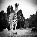 Waarom hebben zebrapaden witte en zwarte strepen?