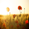 Hoe ontstaan zonsopgangen en waarom zijn ze zo kleurrijk?