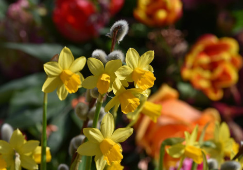 3 tips voor een onderhoudsvriendelijke tuin