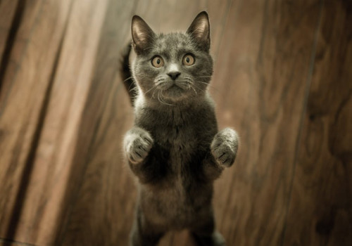 Waarom worden katten sneller aangetrokken tot dozen dan tot luxe kattenmanden?
