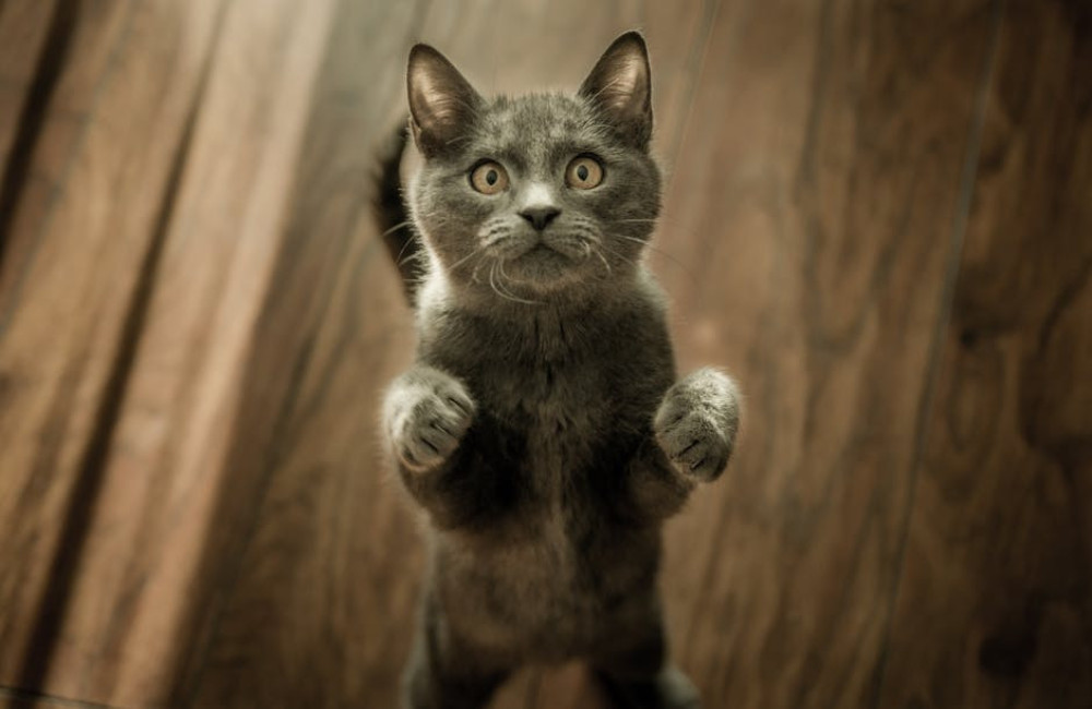 Waarom worden katten sneller aangetrokken tot dozen dan tot luxe kattenmanden?