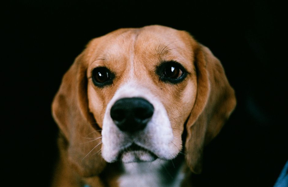 Nederlandse naam beagle: hoe heet het ras en welke naam geef je je hond?
